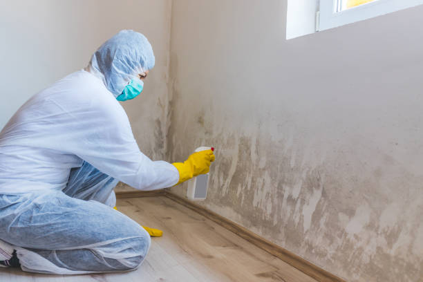 Licensed Mold Testing service in Islip, NY - WQB Mold Removal